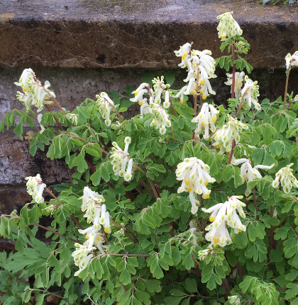 Corydalis ochroleuca 